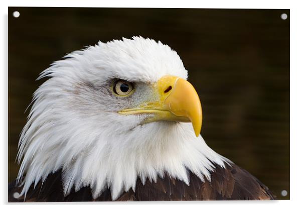 Sam - Bald Eagle Acrylic by Simon Wrigglesworth
