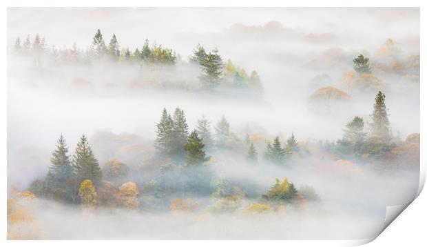 Trees in the mist Print by Tony Higginson