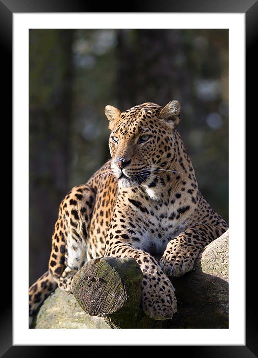 Portrait of Power Framed Mounted Print by Simon Wrigglesworth