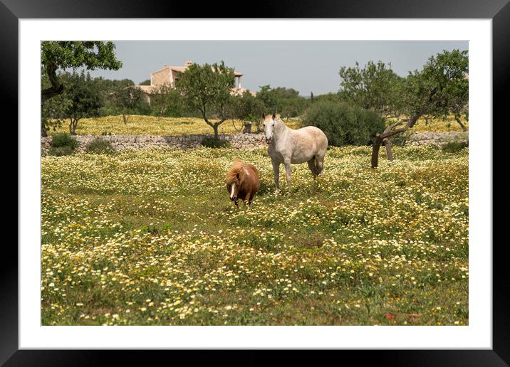 Horse and Pony  Framed Mounted Print by peter schickert