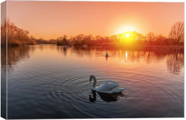 Swans on the lake at sunrise Canvas Print by Dave Wood