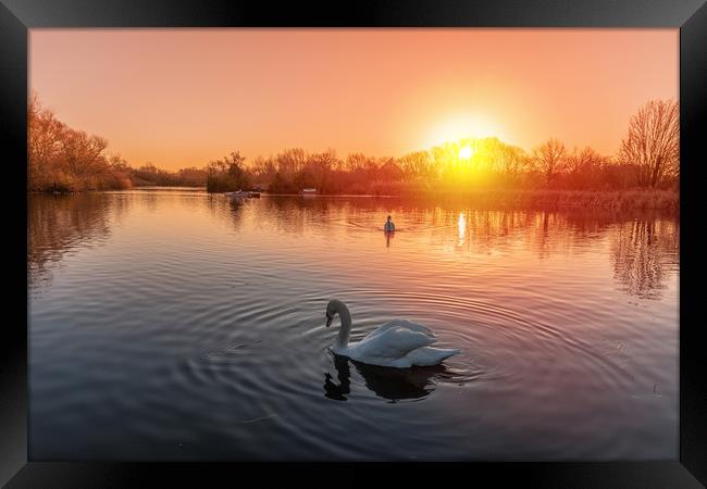 Swans on the lake at sunrise Framed Print by Dave Wood