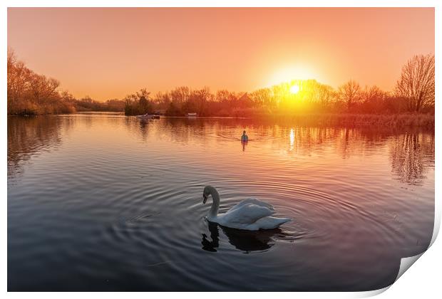 Swans on the lake at sunrise Print by Dave Wood