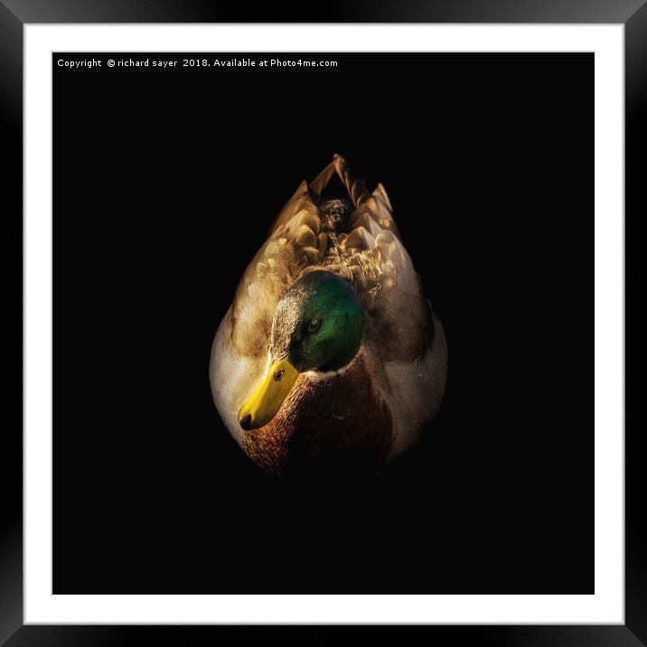 Male Mallard Duck Framed Mounted Print by richard sayer