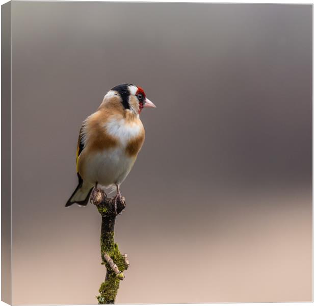 Goldfinch perched on a branch Canvas Print by George Robertson
