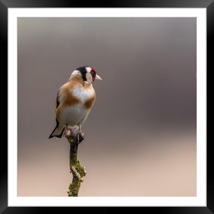 Goldfinch perched on a branch Framed Mounted Print by George Robertson
