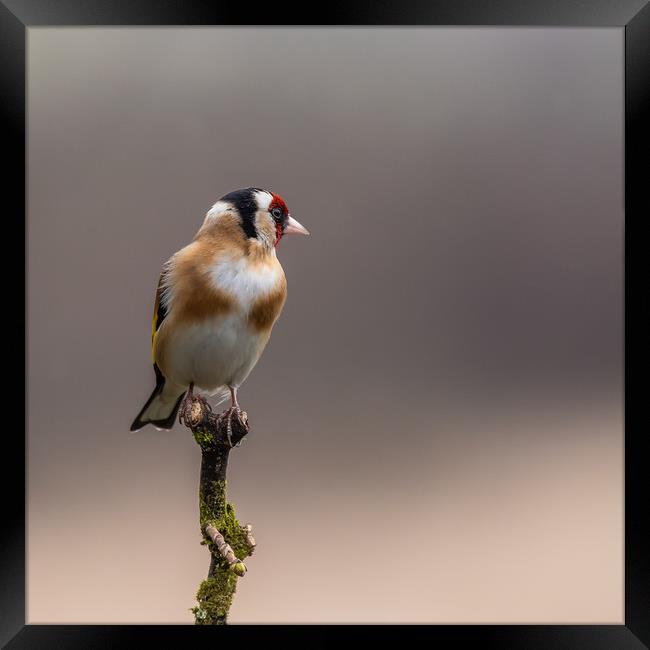 Goldfinch perched on a branch Framed Print by George Robertson