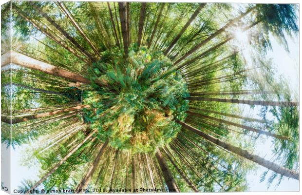360 degree of a pine woodland  Canvas Print by Simon Bratt LRPS