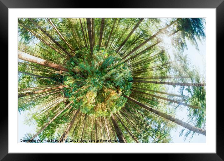 360 degree of a pine woodland  Framed Mounted Print by Simon Bratt LRPS
