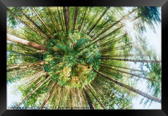 360 degree of a pine woodland  Framed Print by Simon Bratt LRPS