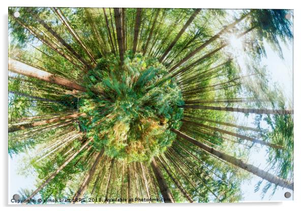 360 degree of a pine woodland  Acrylic by Simon Bratt LRPS