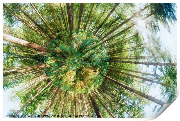 360 degree of a pine woodland  Print by Simon Bratt LRPS