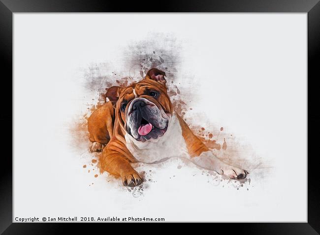 Bulldog Art Framed Print by Ian Mitchell