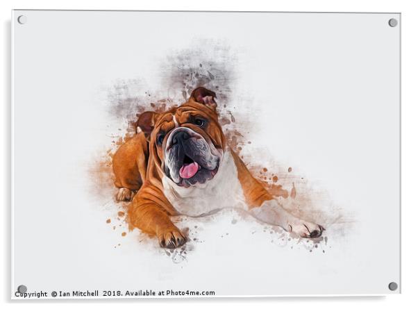Bulldog Art Acrylic by Ian Mitchell