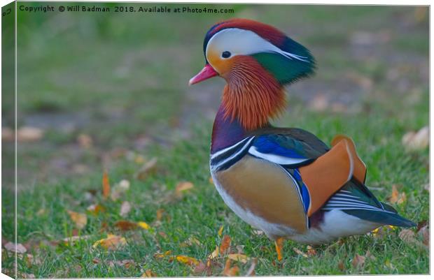 Colourful Mandarin Duck in Yeovil Somerset UK Canvas Print by Will Badman