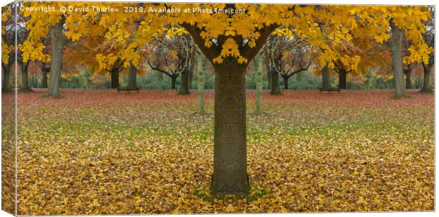 Double Autumn Canvas Print by David Thurlow
