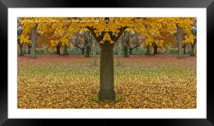 Double Autumn Framed Mounted Print by David Thurlow
