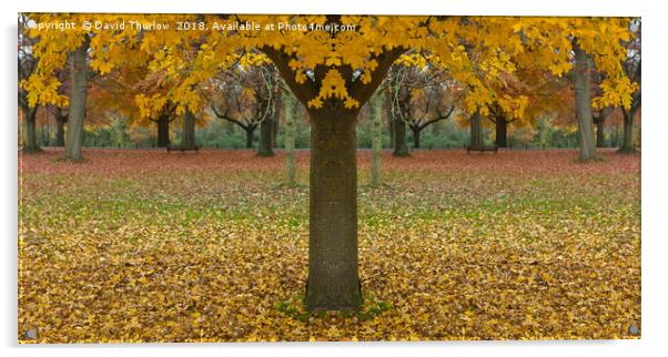 Double Autumn Acrylic by David Thurlow