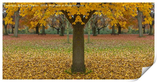 Double Autumn Print by David Thurlow