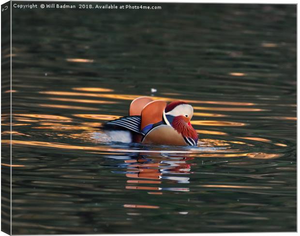 Mandarin Duck on a Lake at Ninesprings Yeovil uk Canvas Print by Will Badman