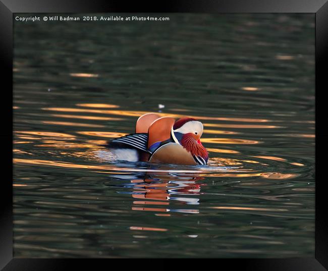 Mandarin Duck on a Lake at Ninesprings Yeovil uk Framed Print by Will Badman