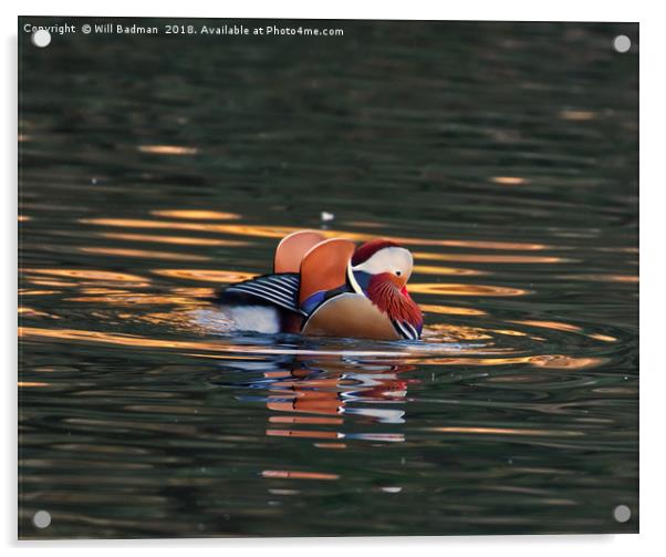 Mandarin Duck on a Lake at Ninesprings Yeovil uk Acrylic by Will Badman