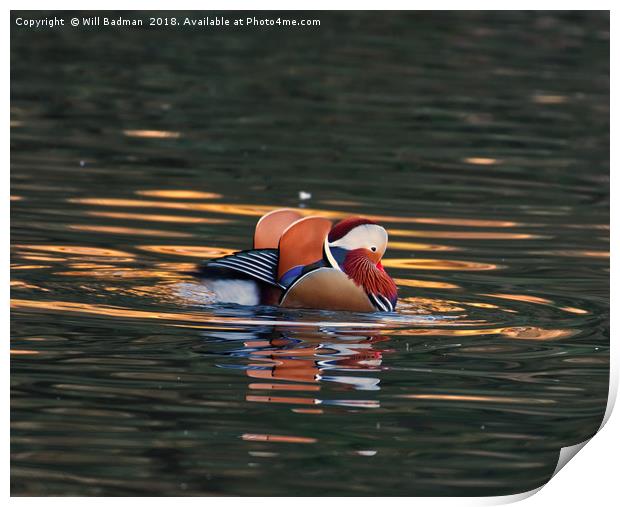 Mandarin Duck on a Lake at Ninesprings Yeovil uk Print by Will Badman