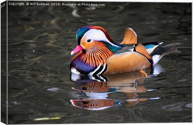 Mandarin Duck on a Lake at Ninesprings Yeovil uk  Canvas Print by Will Badman