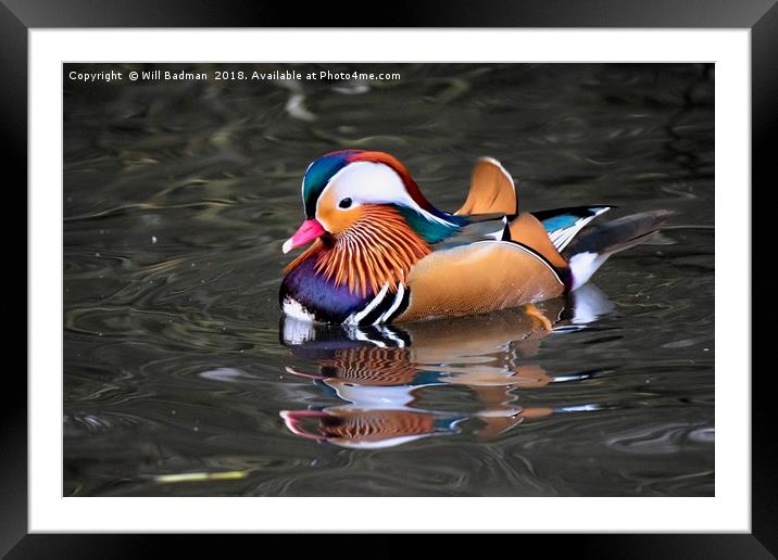 Mandarin Duck on a Lake at Ninesprings Yeovil uk  Framed Mounted Print by Will Badman