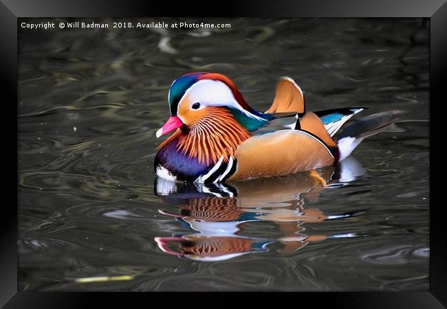 Mandarin Duck on a Lake at Ninesprings Yeovil uk  Framed Print by Will Badman