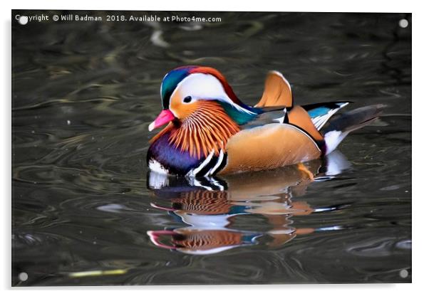Mandarin Duck on a Lake at Ninesprings Yeovil uk  Acrylic by Will Badman