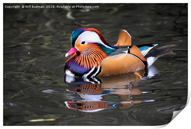 Mandarin Duck on a Lake at Ninesprings Yeovil uk  Print by Will Badman