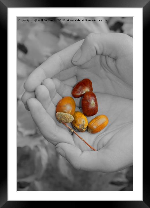 Acorns in Hands Colour Pop in Somerset UK Framed Mounted Print by Will Badman