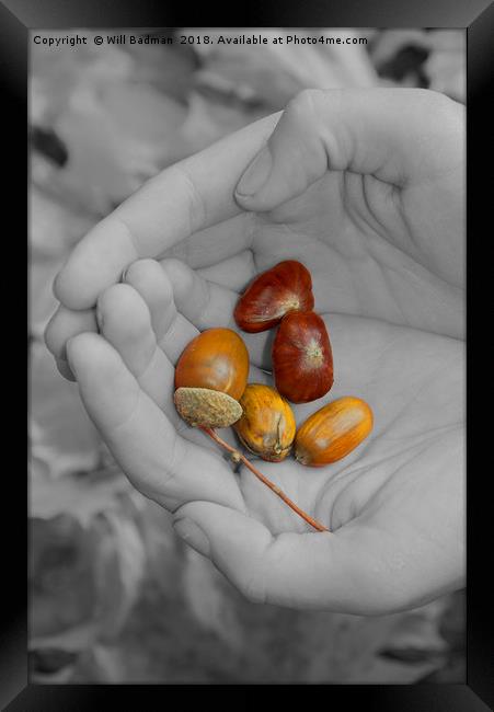 Acorns in Hands Colour Pop in Somerset UK Framed Print by Will Badman