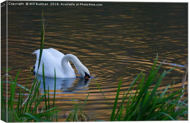 Swan Searching for Food on a Lake in Somerset UK Canvas Print by Will Badman