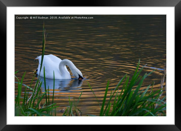 Swan Searching for Food on a Lake in Somerset UK Framed Mounted Print by Will Badman