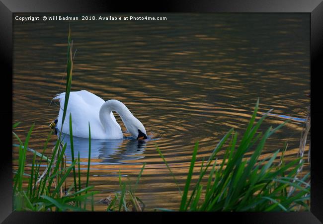 Swan Searching for Food on a Lake in Somerset UK Framed Print by Will Badman