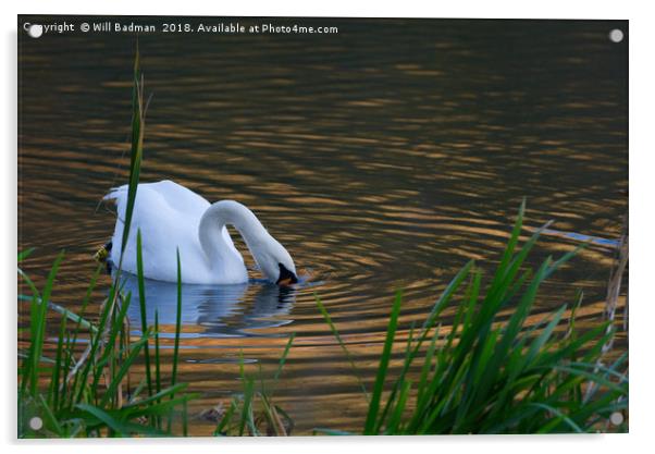 Swan Searching for Food on a Lake in Somerset UK Acrylic by Will Badman