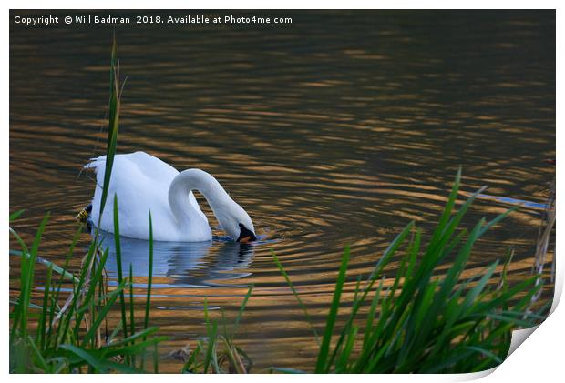 Swan Searching for Food on a Lake in Somerset UK Print by Will Badman