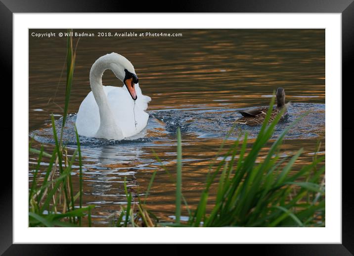 Swan and Duck on a Lake in Ninesprings Yeovil Some Framed Mounted Print by Will Badman