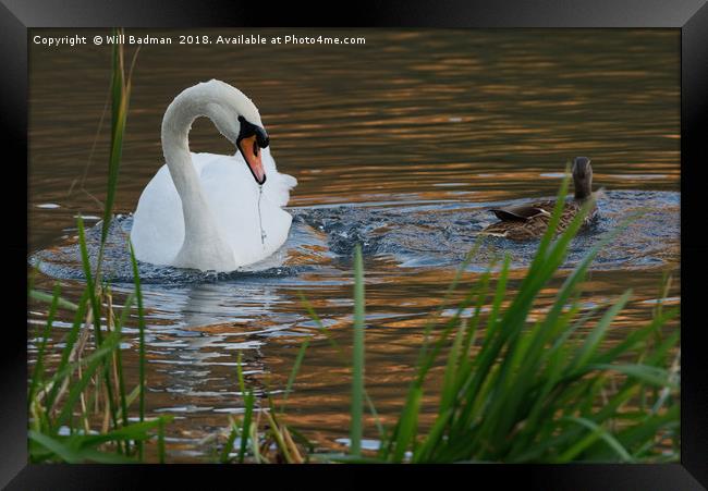 Swan and Duck on a Lake in Ninesprings Yeovil Some Framed Print by Will Badman