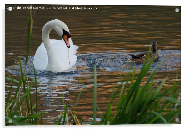 Swan and Duck on a Lake in Ninesprings Yeovil Some Acrylic by Will Badman