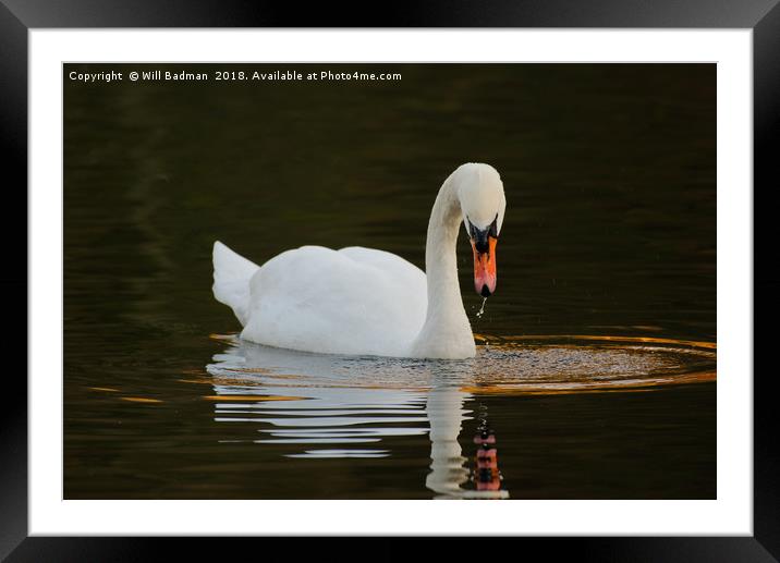 Swan on a Lake in Ninesprings Yeovil Somerset UK  Framed Mounted Print by Will Badman