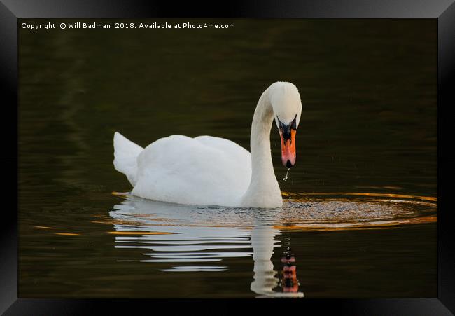 Swan on a Lake in Ninesprings Yeovil Somerset UK  Framed Print by Will Badman