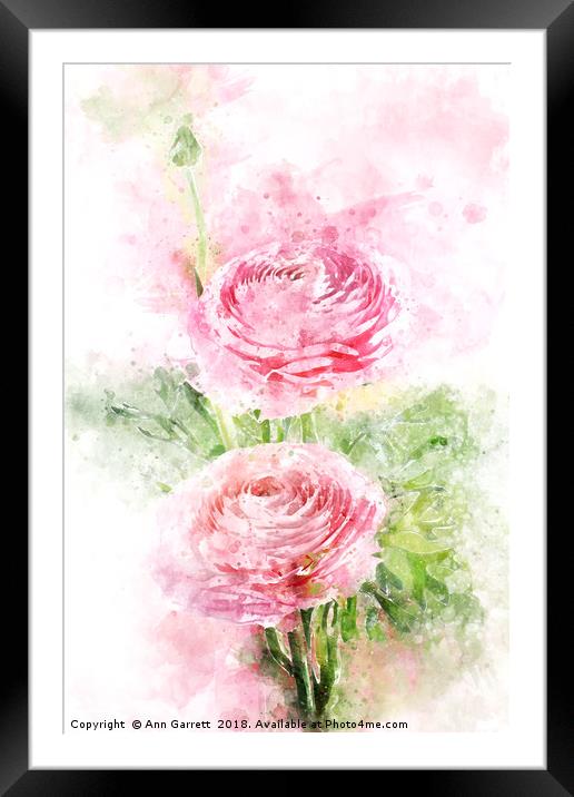 Pink Ranunculus Watercolor Framed Mounted Print by Ann Garrett