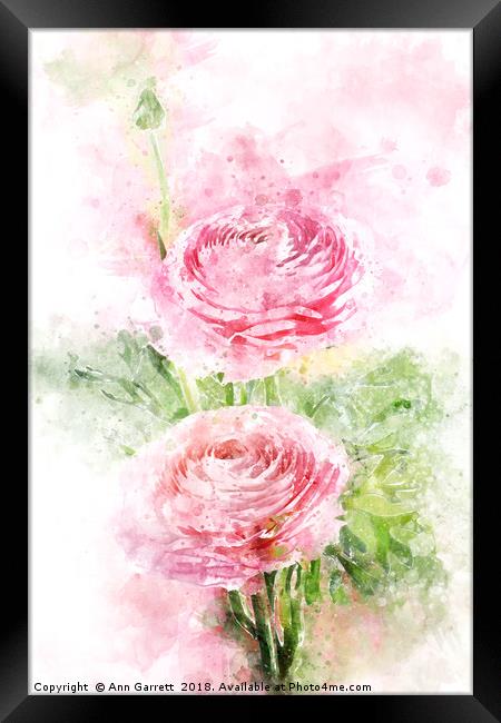 Pink Ranunculus Watercolor Framed Print by Ann Garrett
