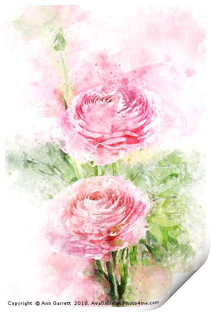 Pink Ranunculus Watercolor Print by Ann Garrett