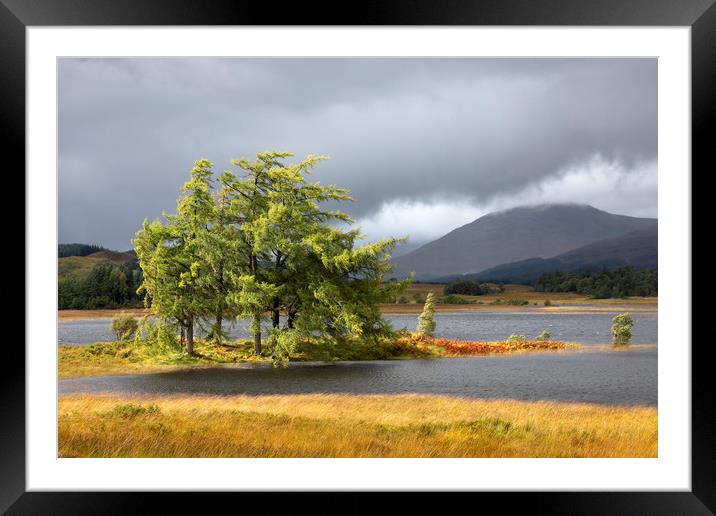 Larch trees Loch Tulla Framed Mounted Print by Tony Higginson