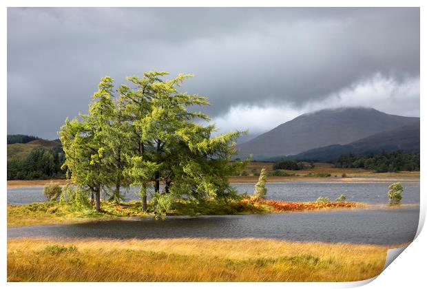 Larch trees Loch Tulla Print by Tony Higginson