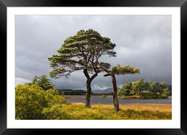 Scots Pines Loch Tulla Framed Mounted Print by Tony Higginson